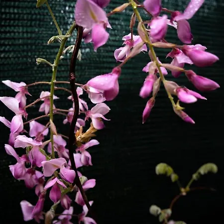 Il Nido Degli Angeli