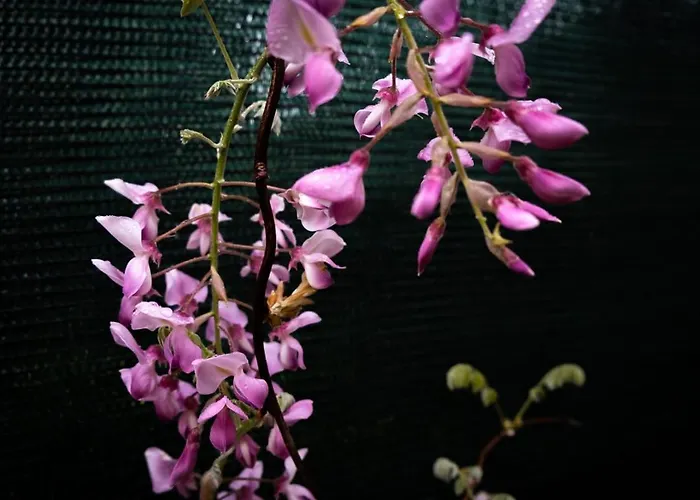 Il Nido Degli Angeli